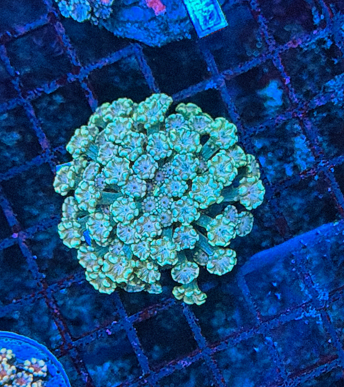 SP Rainbow alveopora
