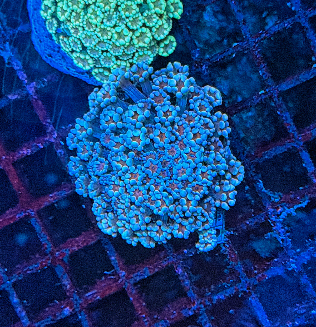 SP Rainbow alveopora