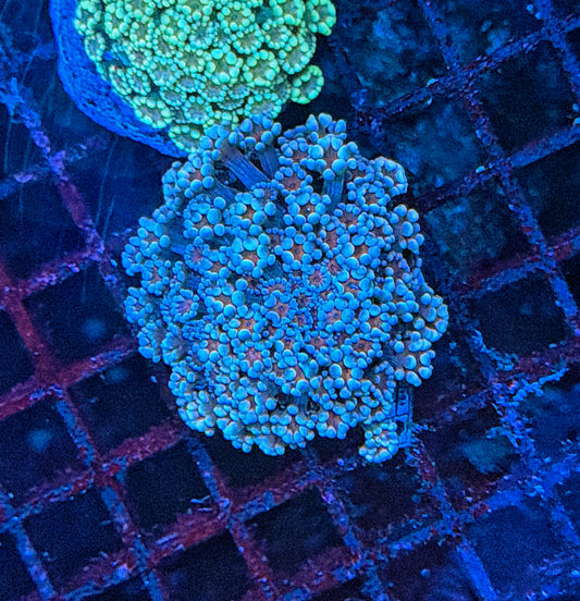 SP Rainbow alveopora