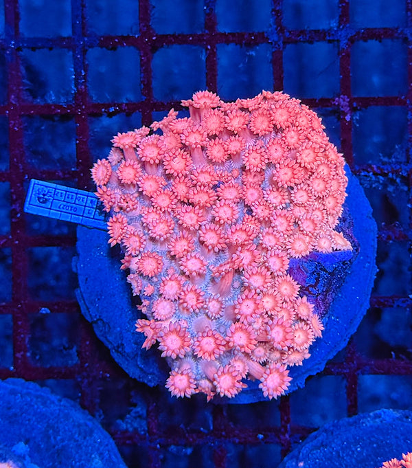 Princess peach pink colony