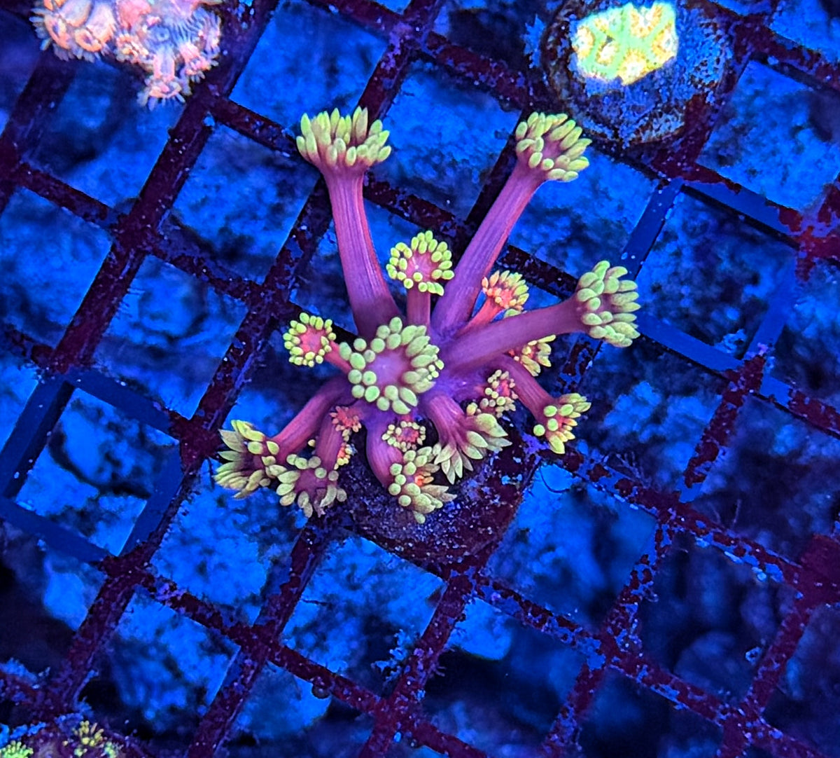 Goni frag