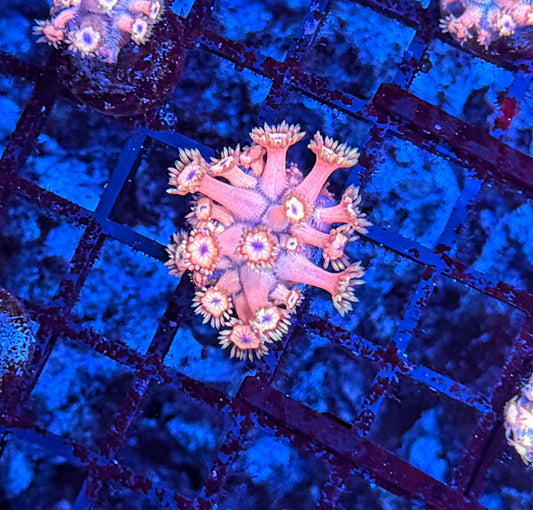 Goni frag