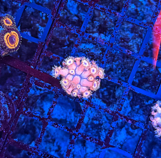 Goni frag