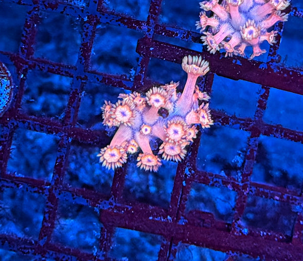 Goni frag