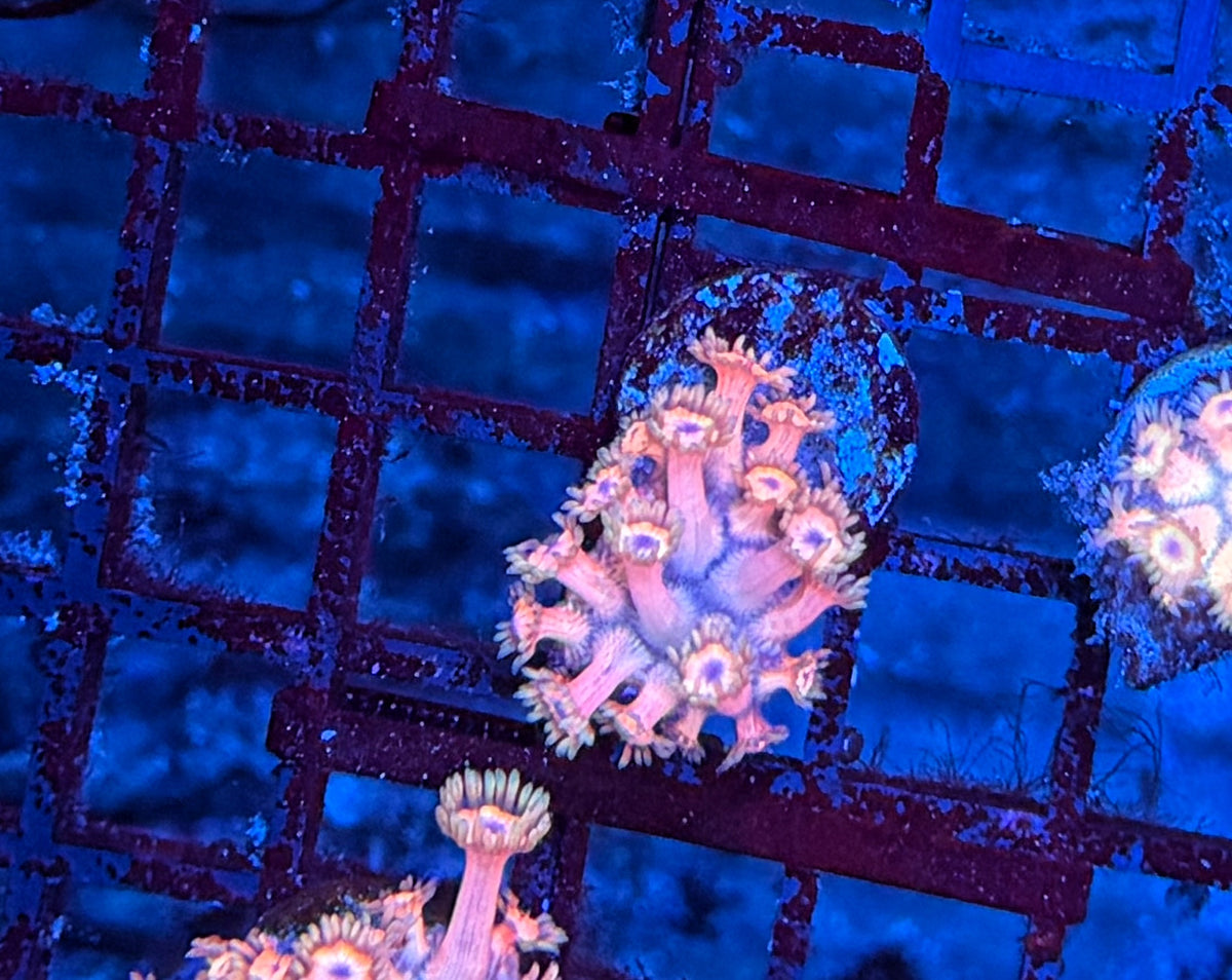 Goni frag
