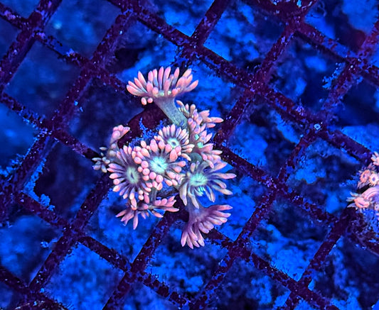 Bima Goni frag