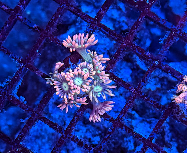 Bima Goni frag
