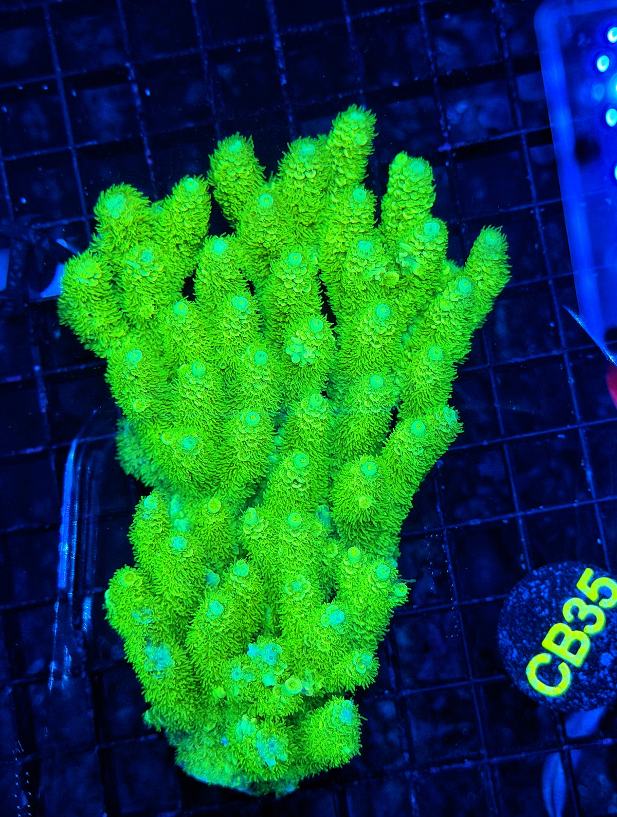 Malay acro