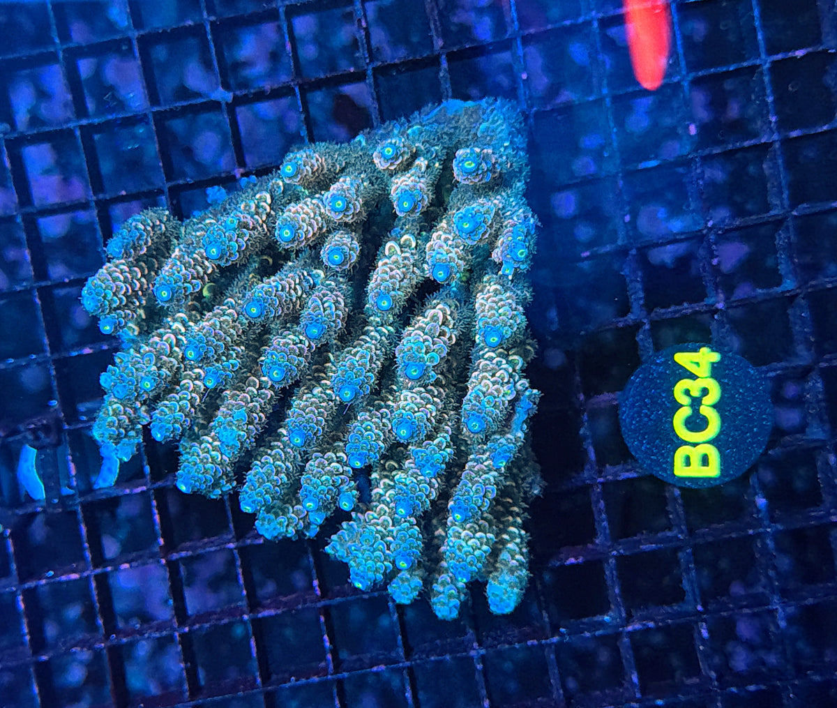 Malay tenuis
