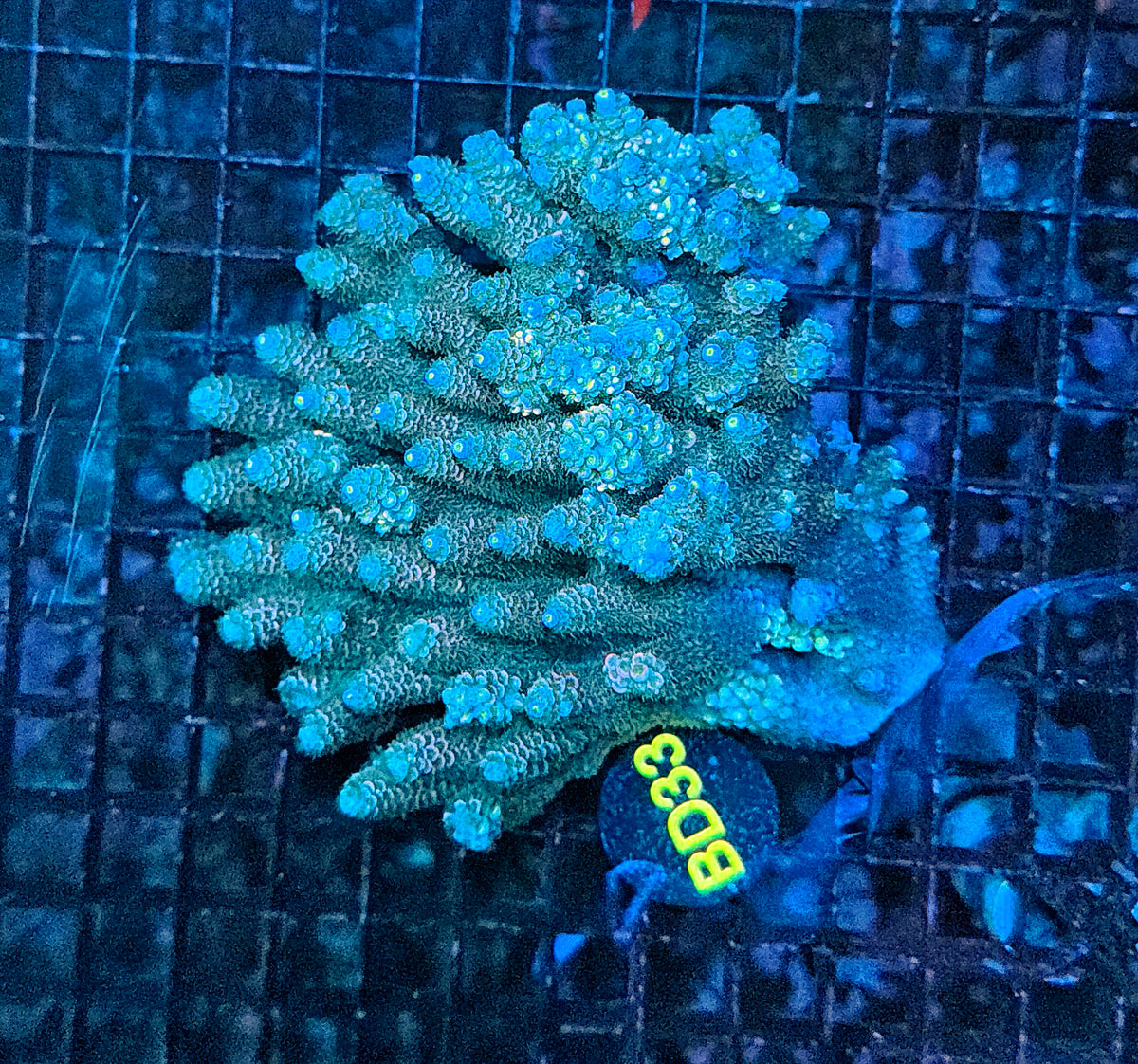 Malay tenuis