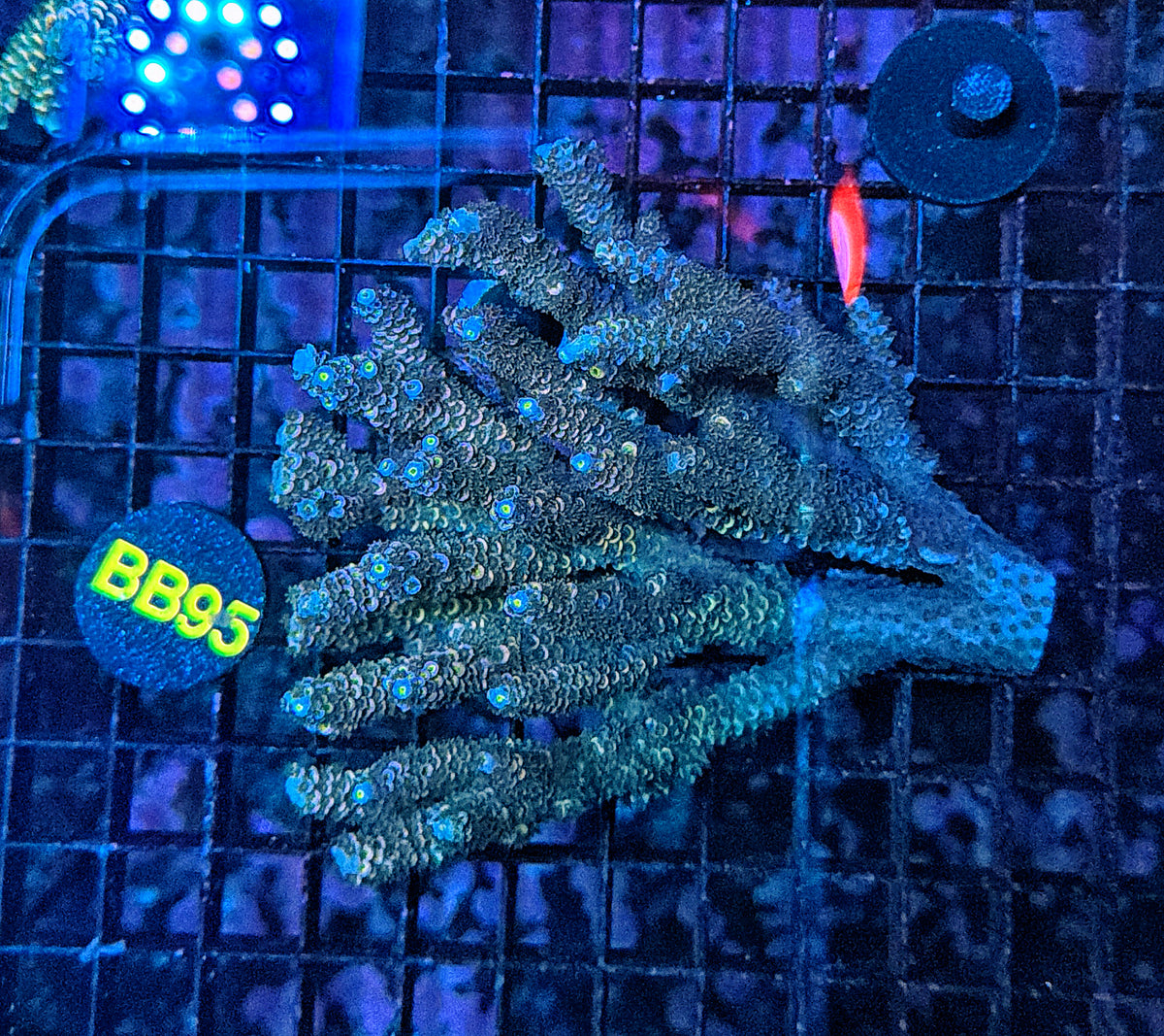 Malay tenuis