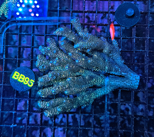 Malay tenuis