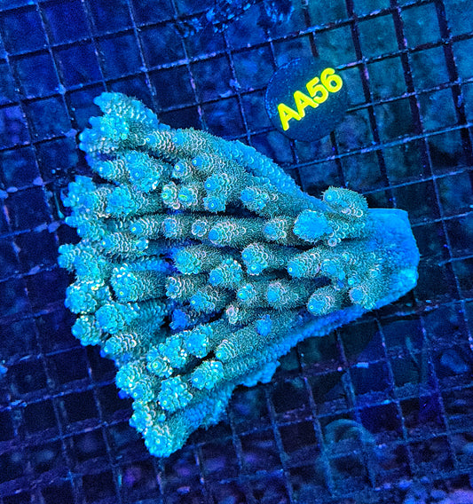 Malay tenuis