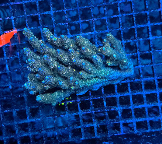 Malay tenuis