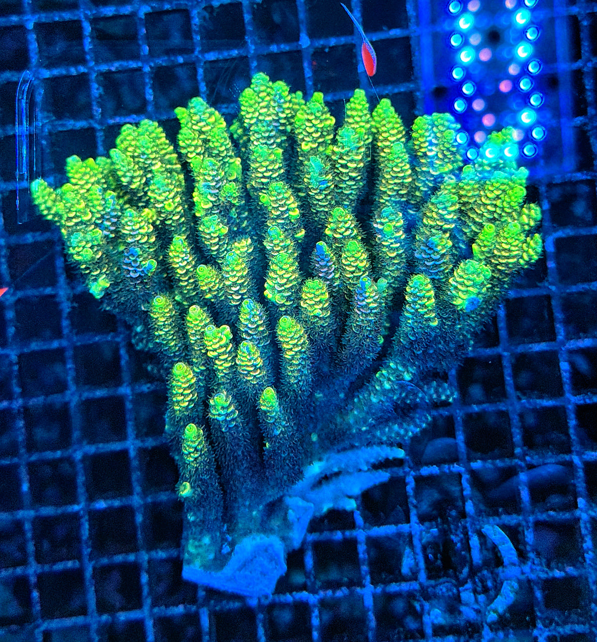 Pure insanity Malay Rainbow grafted tenius colony