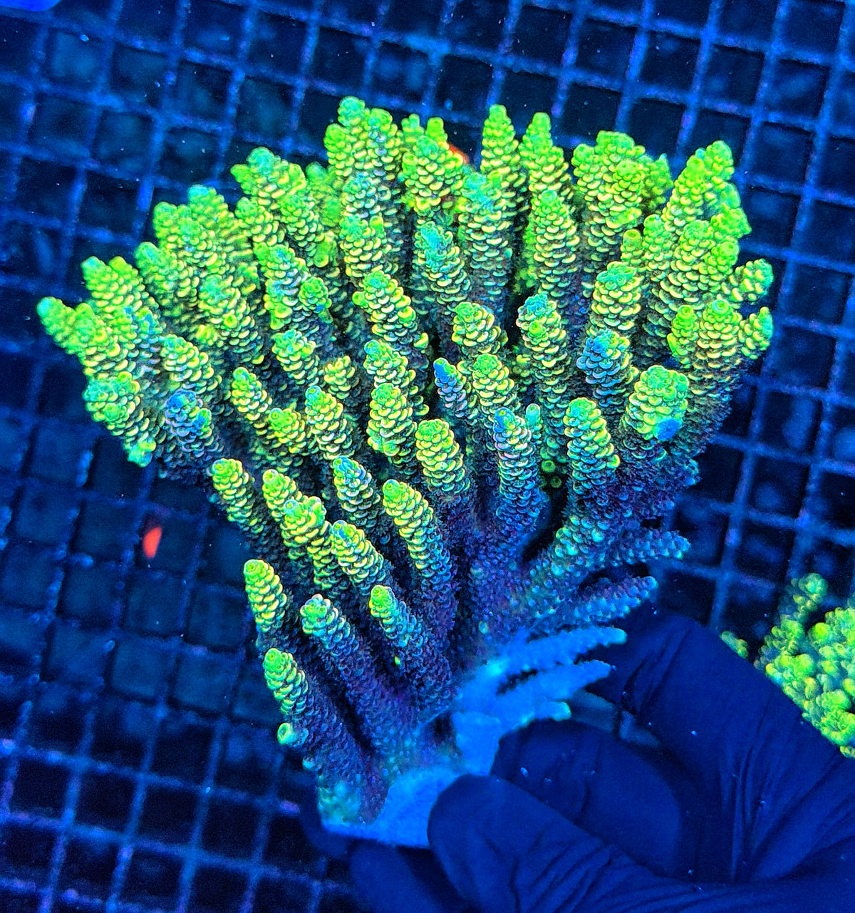 Pure insanity Malay Rainbow grafted tenius colony