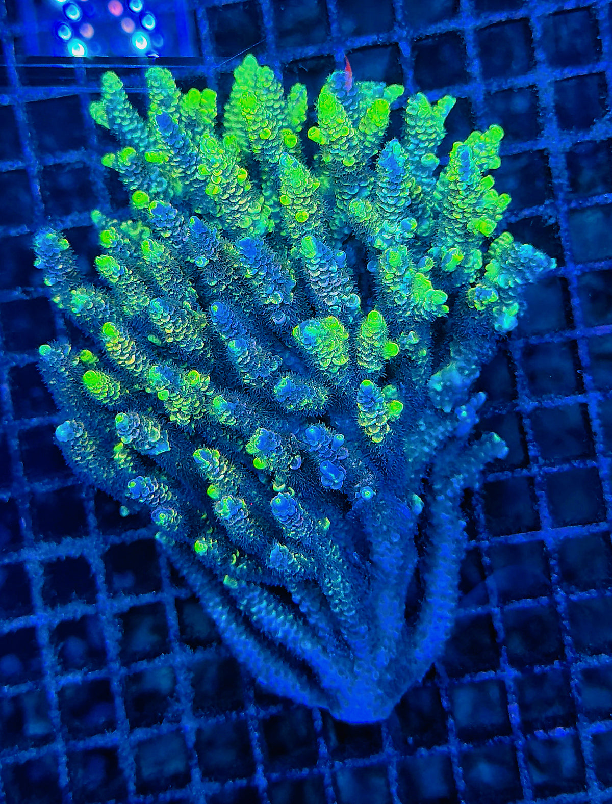 Pure insanity Malay Rainbow full grafted tenius colony XL Size
