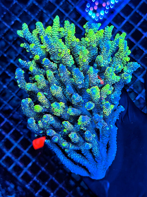 Pure insanity Malay Rainbow full grafted tenius colony XL Size