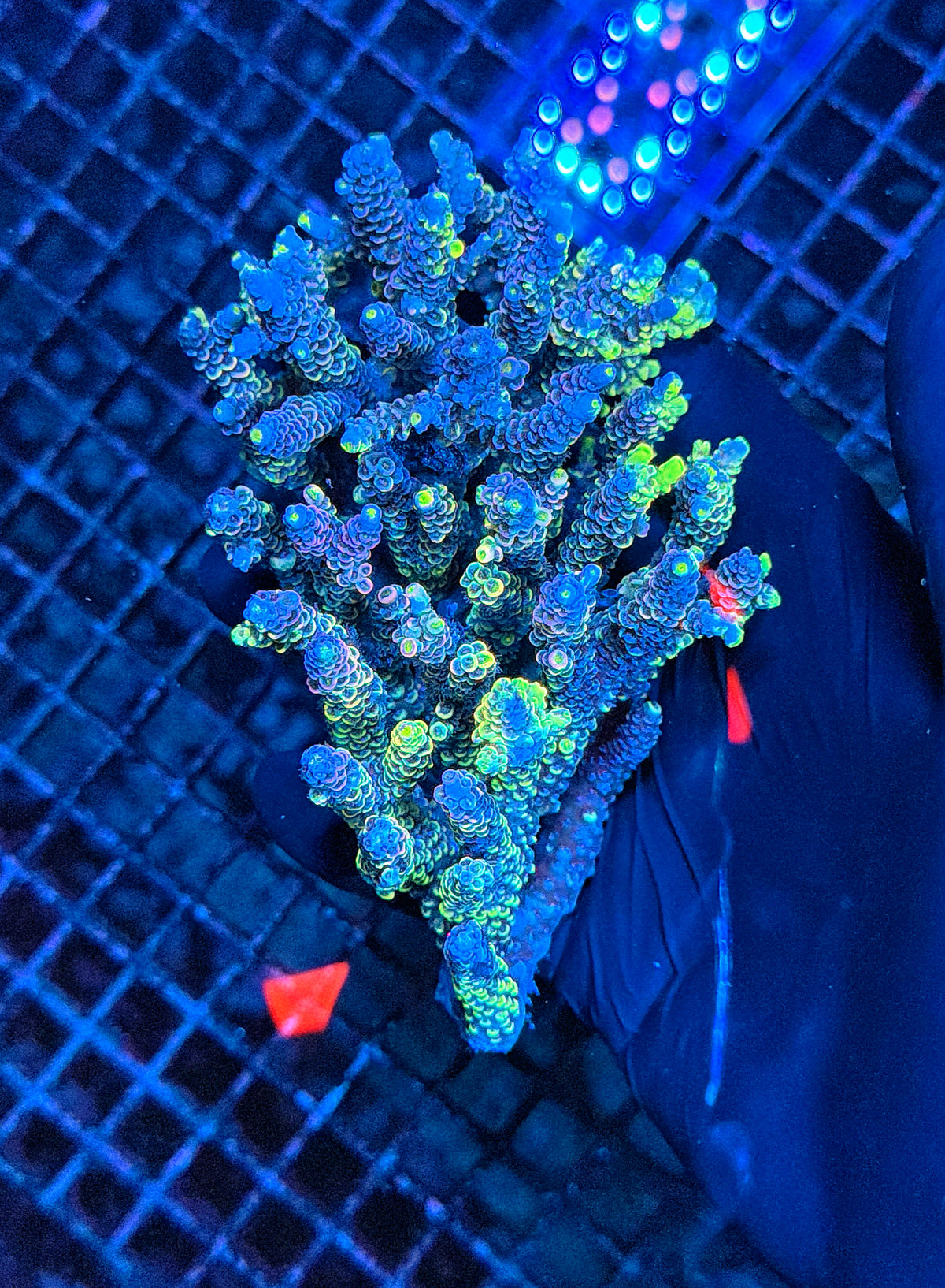 Pure insanity Malay Rainbow full grafted tenius colony