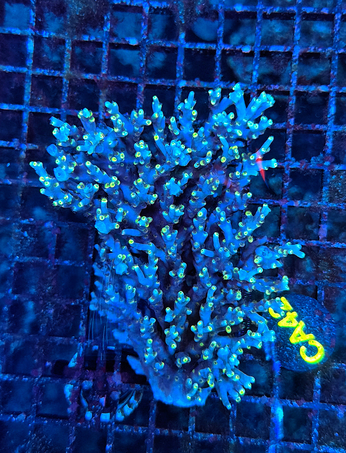 Malay speciosa