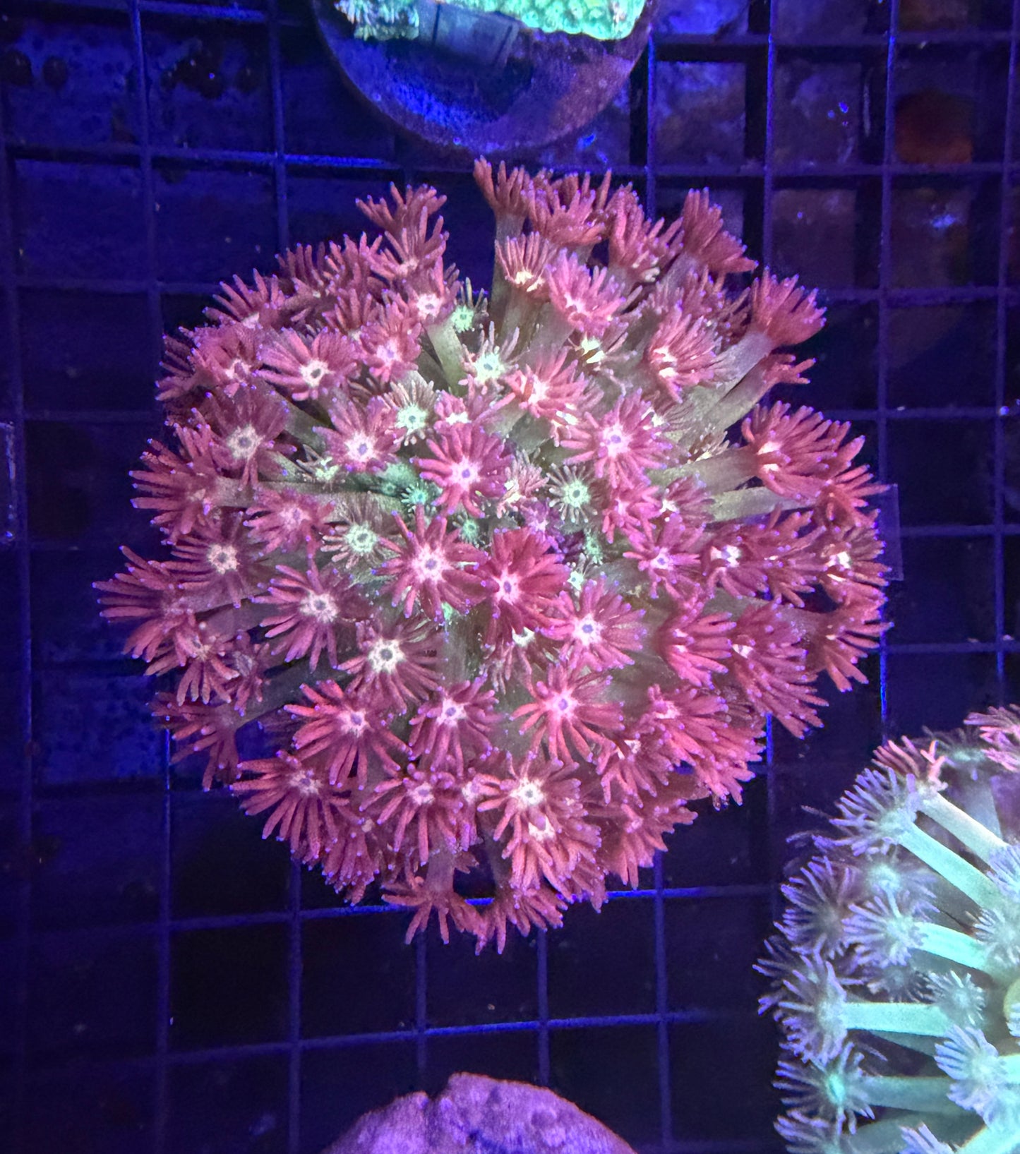 Bima Goni