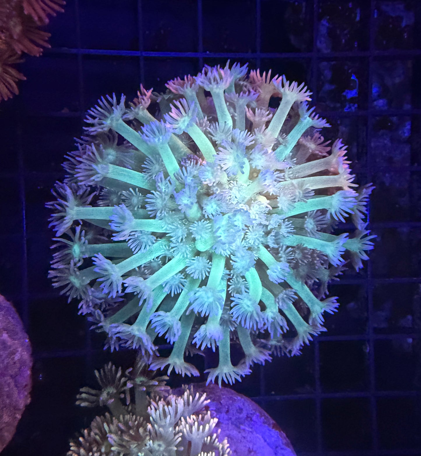 Bima Goni