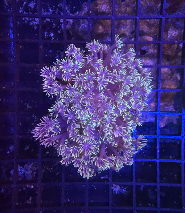 Bima Goni
