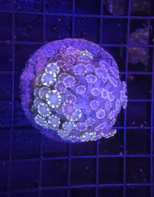Bima Alveo(natural two color )