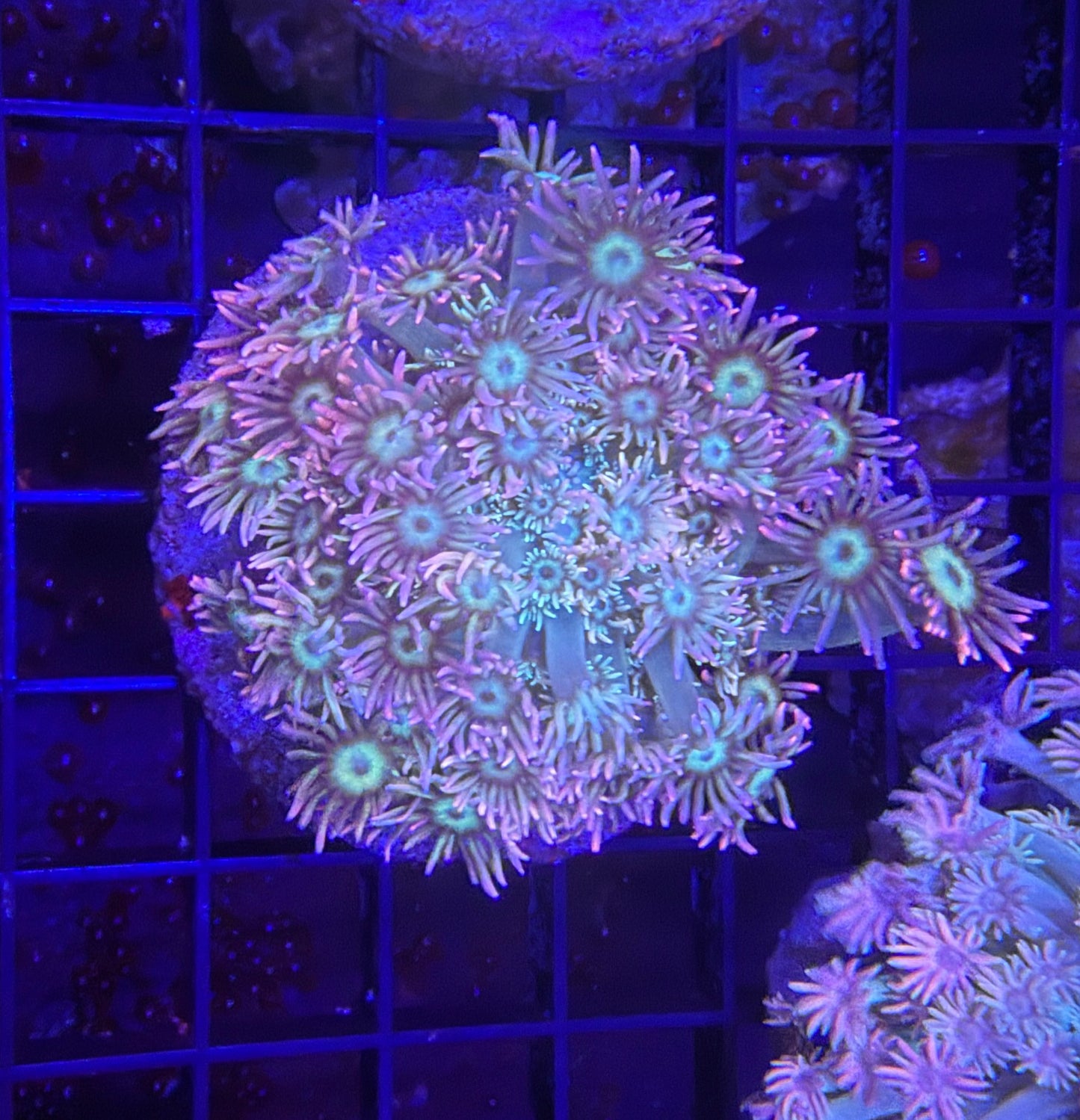 Bima Goni
