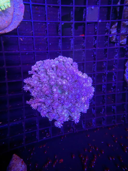 Bima Goni half pink half blue