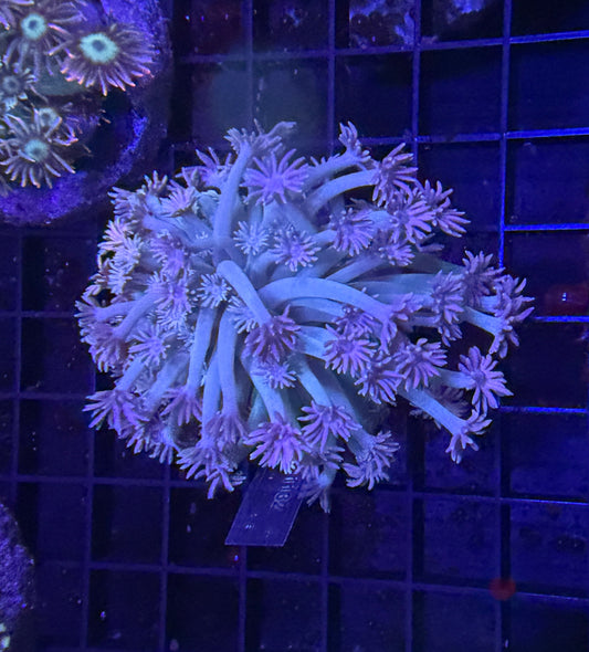 Bima Goni