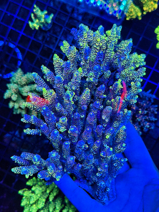 OKC Pure Insanity Grafted Tenius