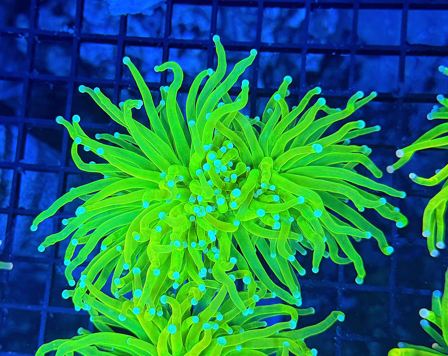OG master large