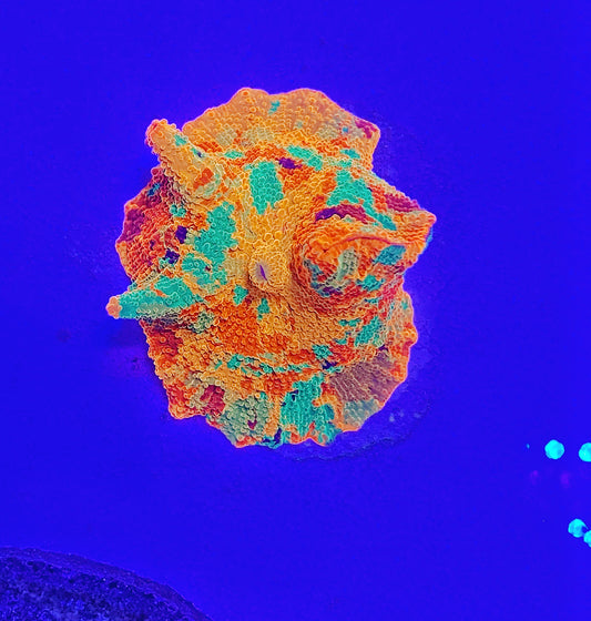 The multicolored ONE