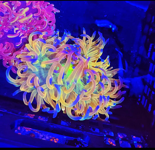 Holy grail anemone