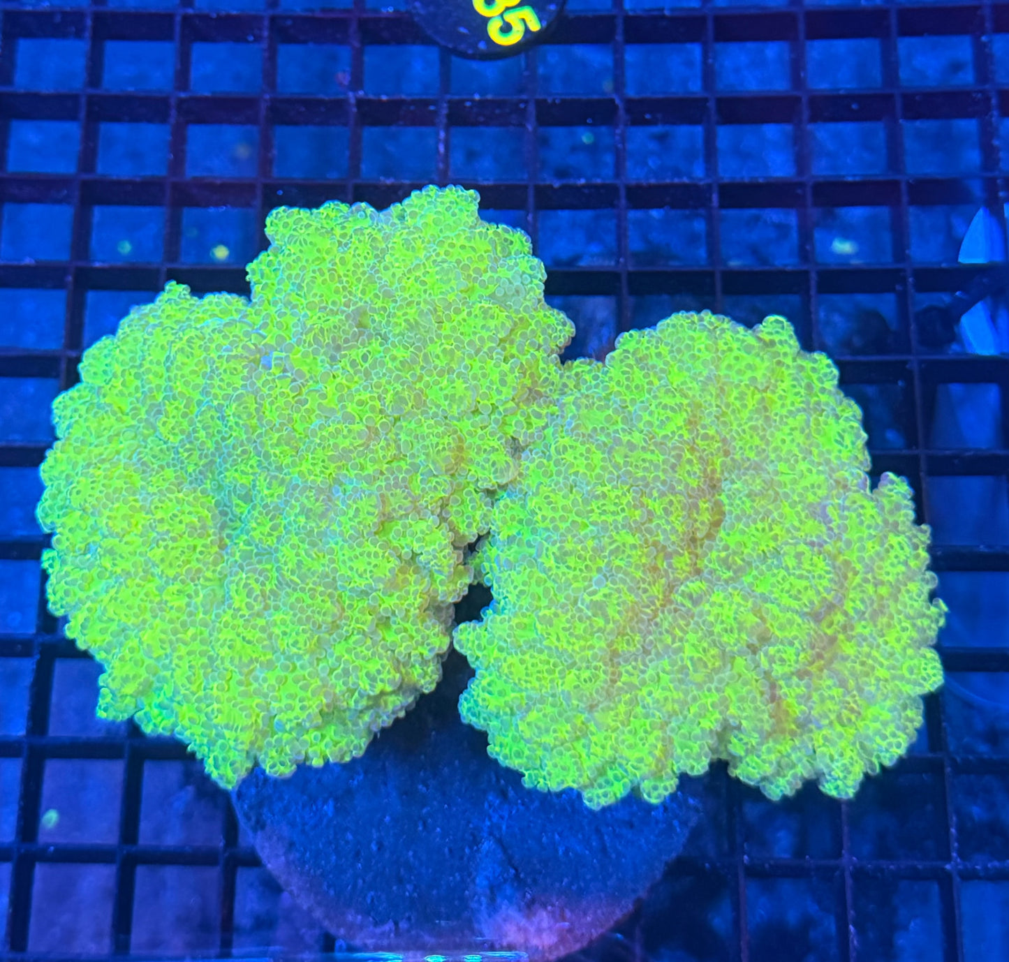 Malay thin noodle colony