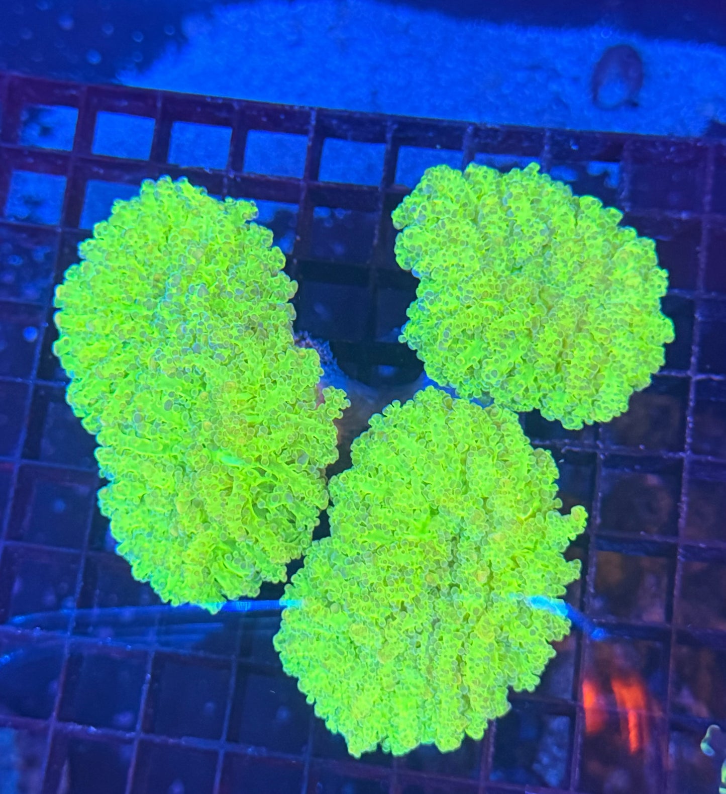 Malay thin noodle colony