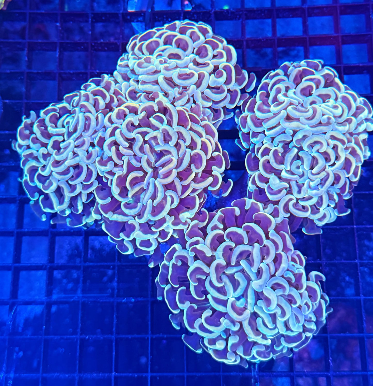 Malay fat head hammer colony
