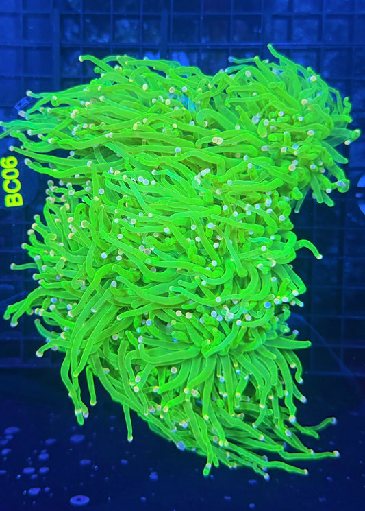 Malay cotton candy colony