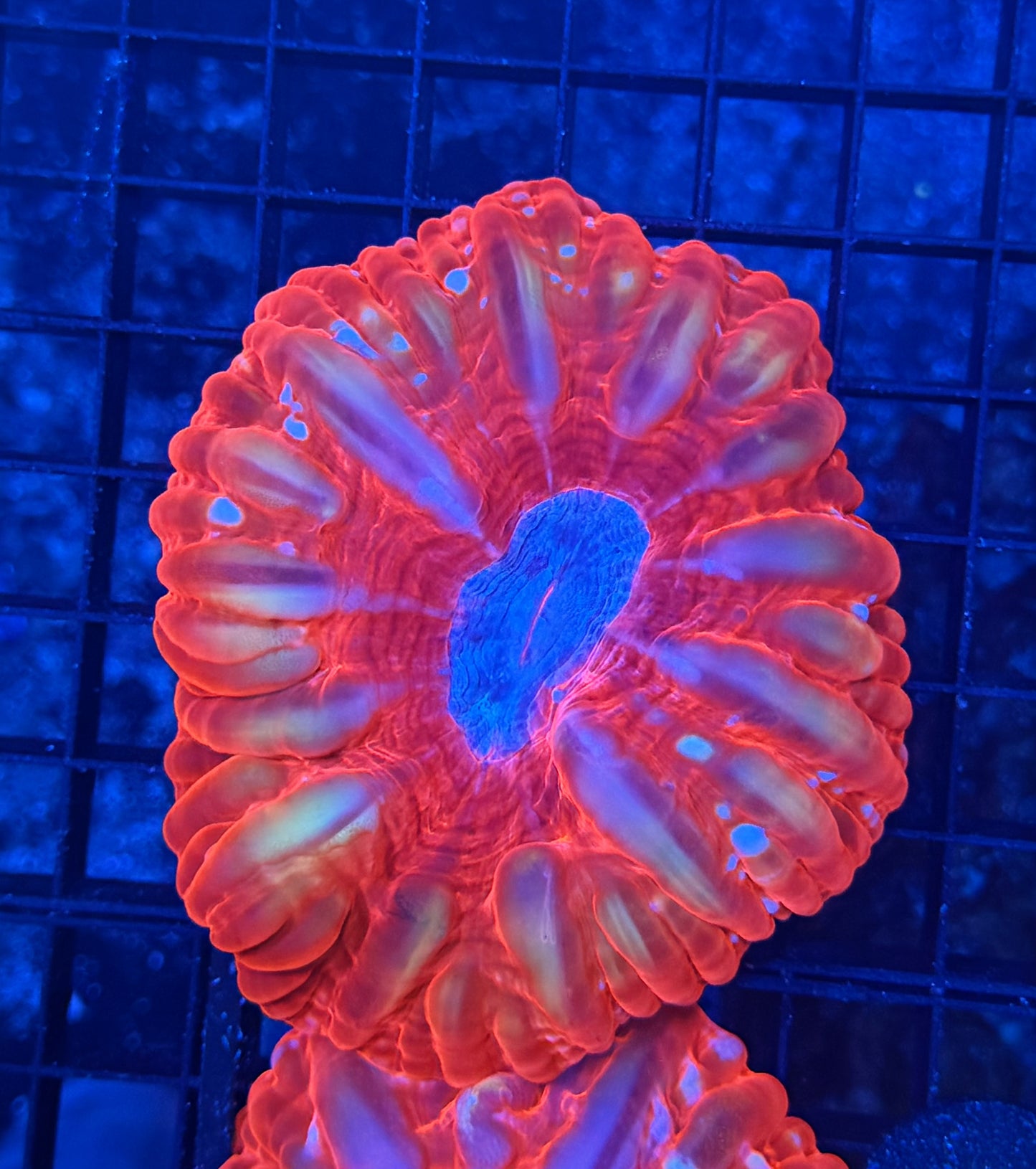 Malay cynaria