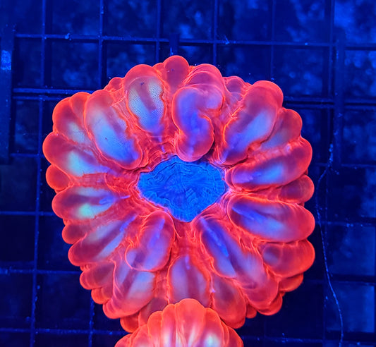 Malay cynaria