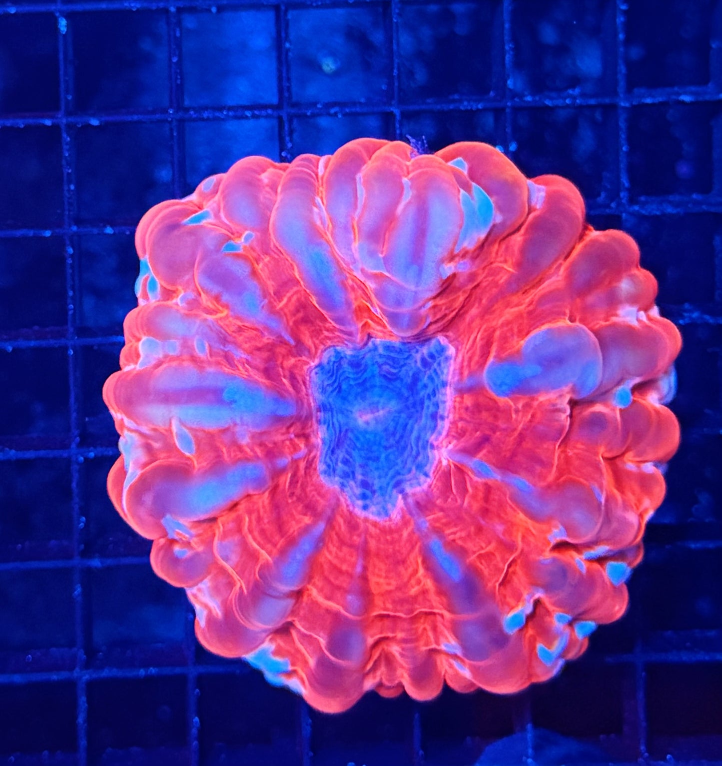 Malay cynaria