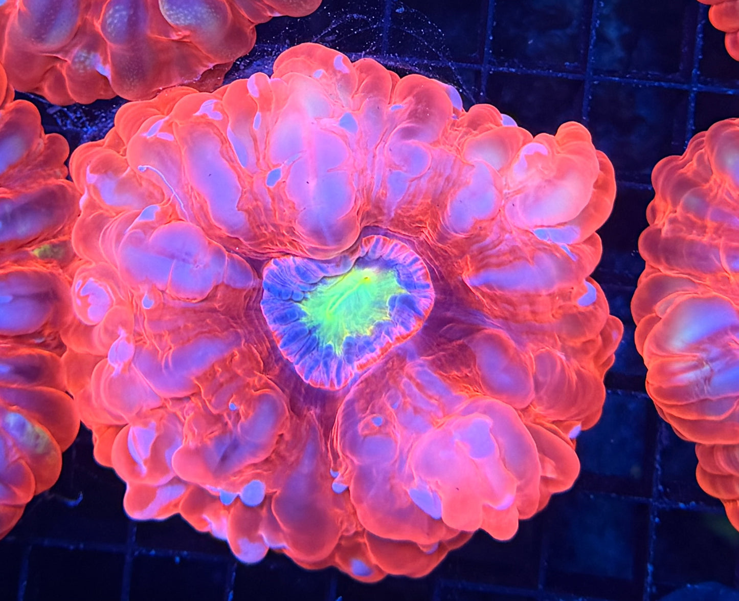 Malay cynaria