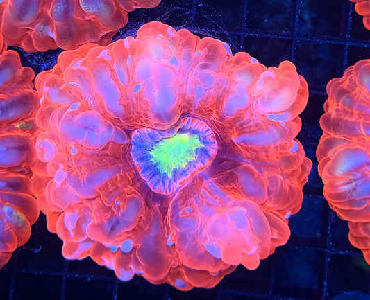 Malay cynaria