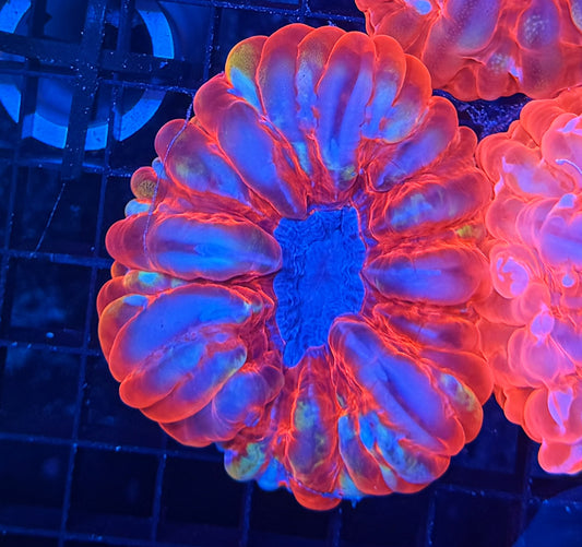 Malay cynaria