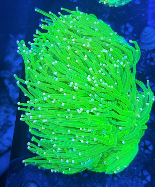 Malay cotton candy colony