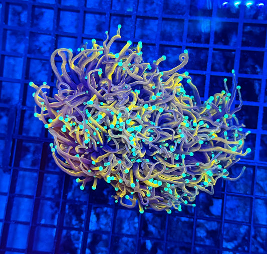Indo gold colony