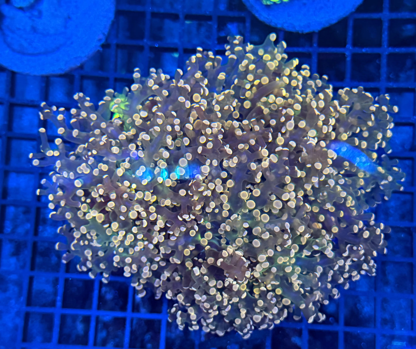 Orange branching frogspawn colony