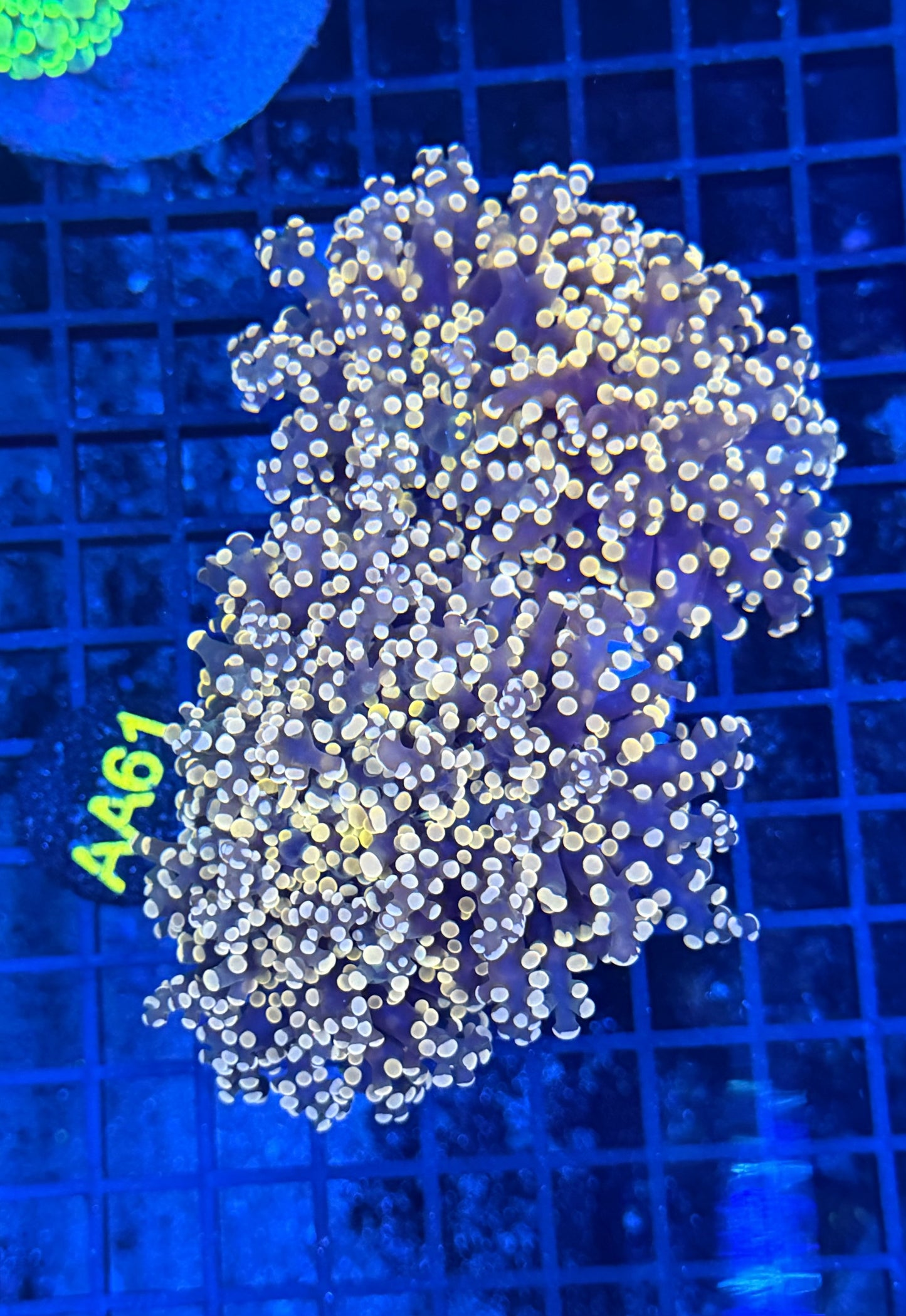 Orange branching frogspawn colony