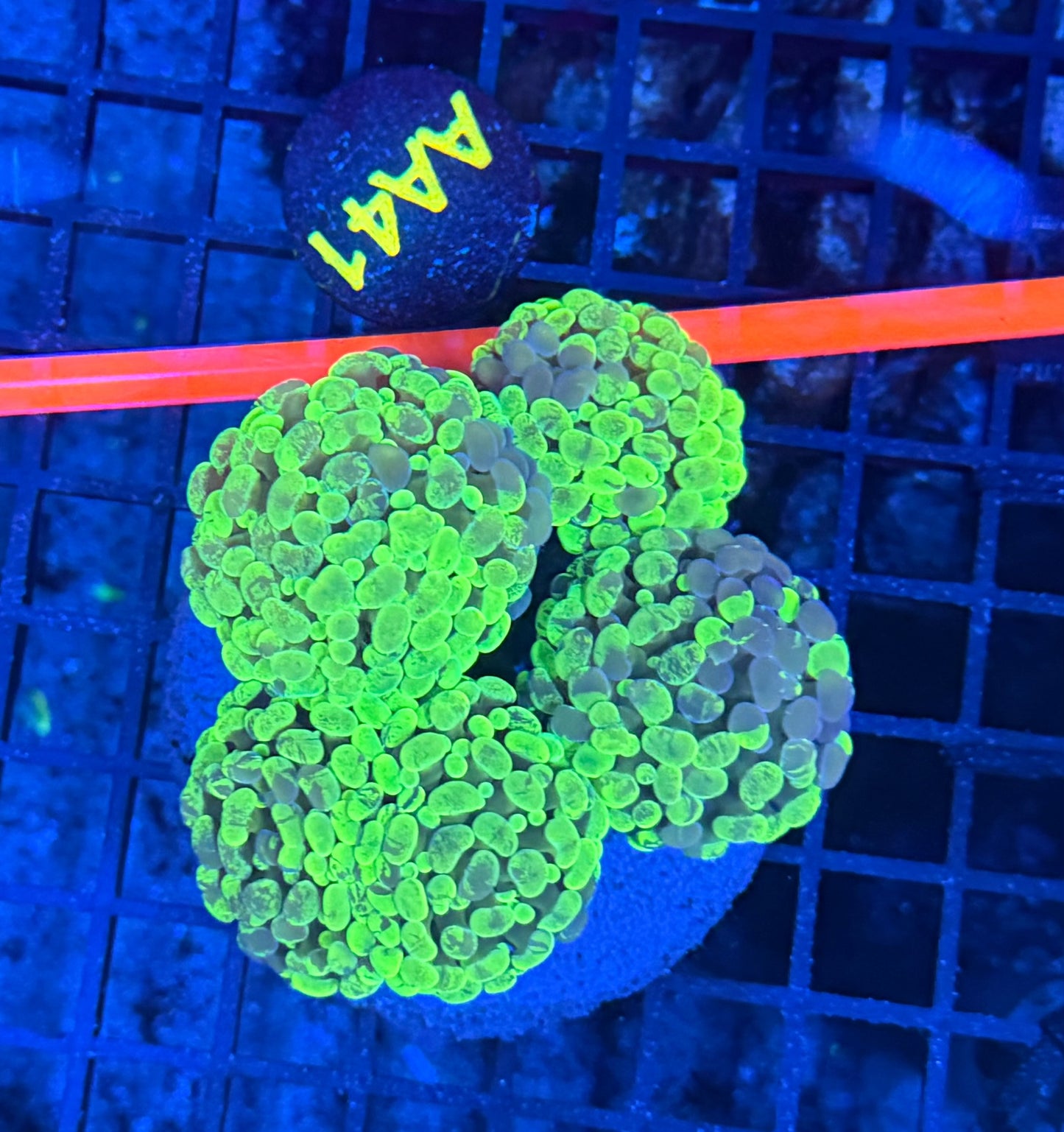 Splatter branching hammer colony
